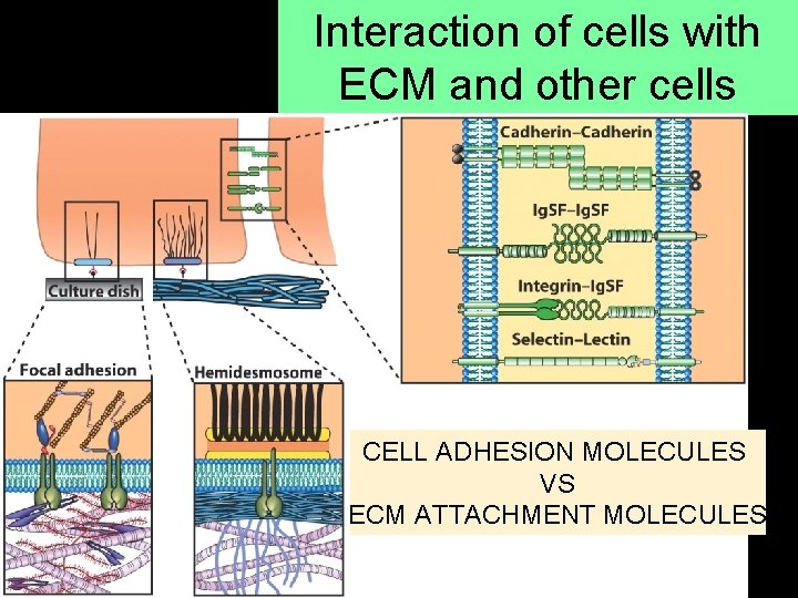 Interaction of cells with ECM and other cells CELL ADHESION MOLECULES VS ECM ATTACHMENT