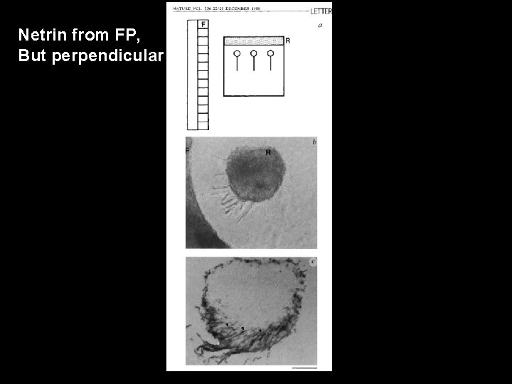 Netrin from FP, But perpendicular 