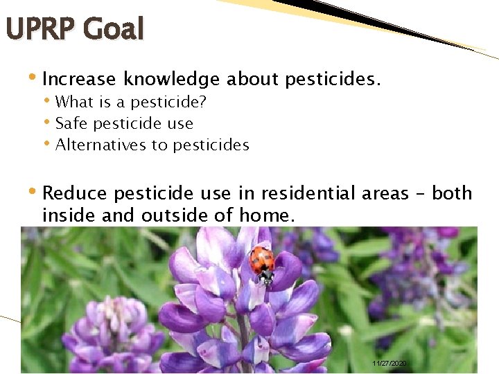 UPRP Goal • Increase knowledge about pesticides. • What is a pesticide? • Safe