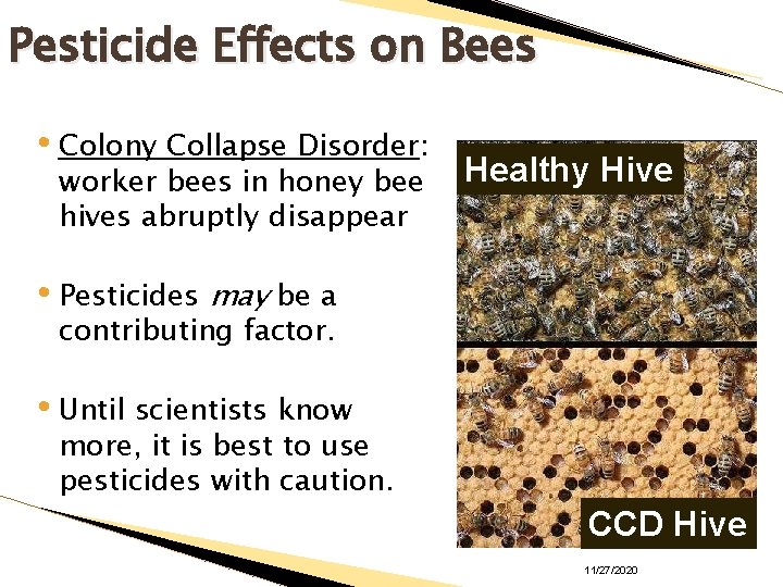 Pesticide Effects on Bees • Colony Collapse Disorder: worker bees in honey bee hives
