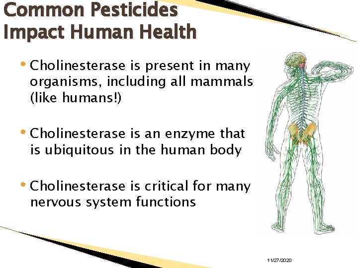 Common Pesticides Impact Human Health • Cholinesterase is present in many organisms, including all