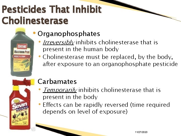 Pesticides That Inhibit Cholinesterase • Organophosphates • Irreversibly inhibits cholinesterase that is • present