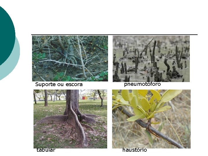 Suporte ou escora tabular pneumotóforo haustório 