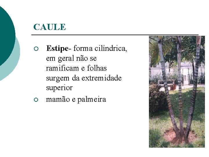 CAULE ¡ ¡ Estipe- forma cilíndrica, em geral não se ramificam e folhas surgem
