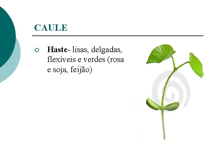 CAULE ¡ Haste- lisas, delgadas, flexíveis e verdes (rosa e soja, feijão) 