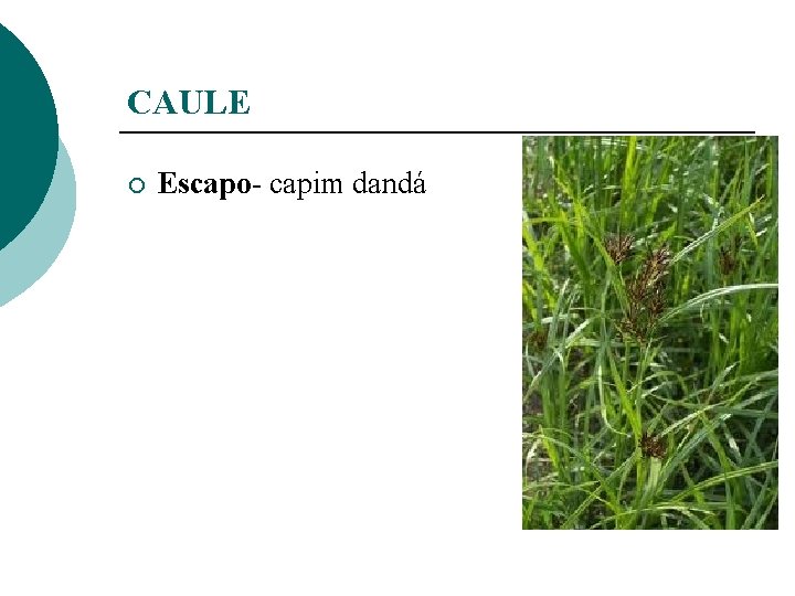 CAULE ¡ Escapo- capim dandá 