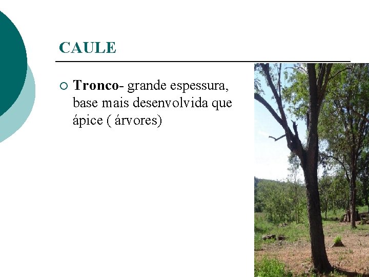 CAULE ¡ Tronco- grande espessura, base mais desenvolvida que ápice ( árvores) 