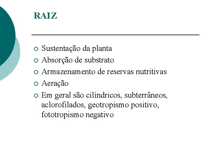 RAIZ ¡ ¡ ¡ Sustentação da planta Absorção de substrato Armazenamento de reservas nutritivas