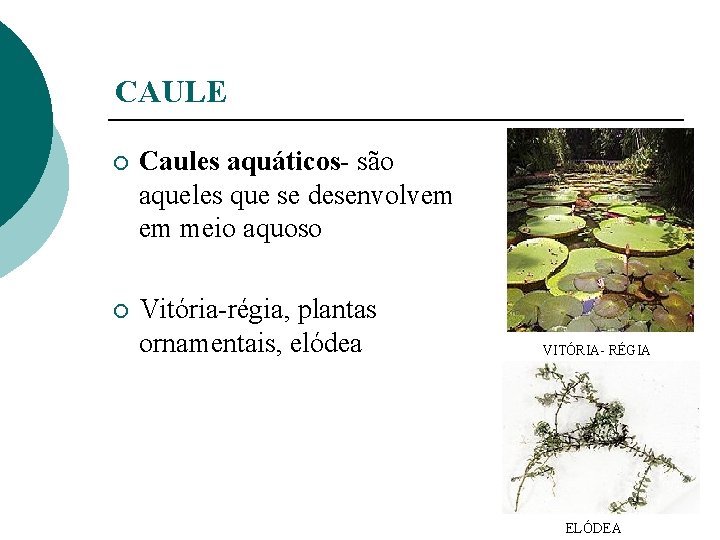 CAULE ¡ Caules aquáticos- são aqueles que se desenvolvem em meio aquoso ¡ Vitória-régia,