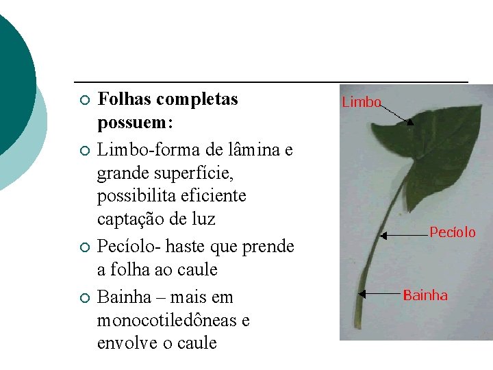 ¡ ¡ Folhas completas possuem: Limbo-forma de lâmina e grande superfície, possibilita eficiente captação