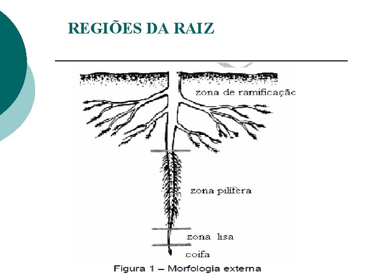 REGIÕES DA RAIZ 