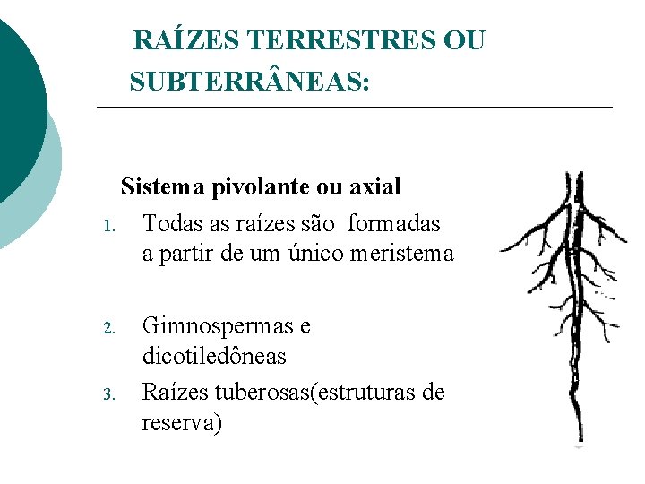 RAÍZES TERRESTRES OU SUBTERR NEAS: Sistema pivolante ou axial 1. Todas as raízes são