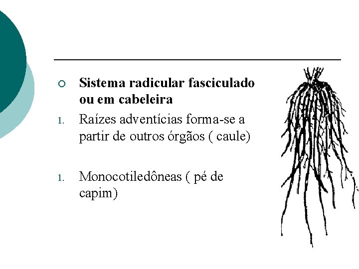 ¡ 1. Sistema radicular fasciculado ou em cabeleira Raízes adventícias forma-se a partir de