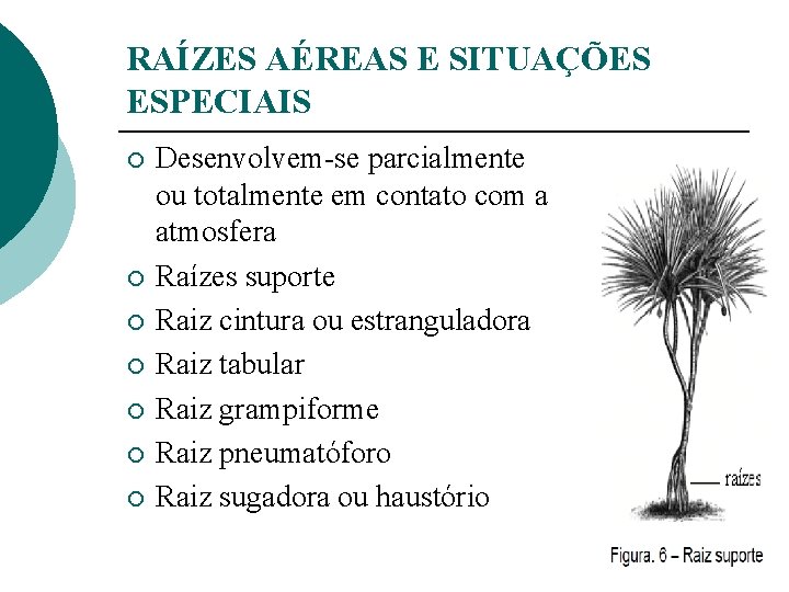 RAÍZES AÉREAS E SITUAÇÕES ESPECIAIS ¡ ¡ ¡ ¡ Desenvolvem-se parcialmente ou totalmente em