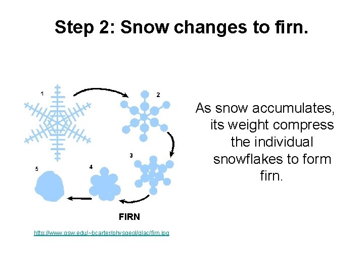 Step 2: Snow changes to firn. As snow accumulates, its weight compress the individual Step 2: Snow changes to firn. As snow accumulates, its weight compress the individual