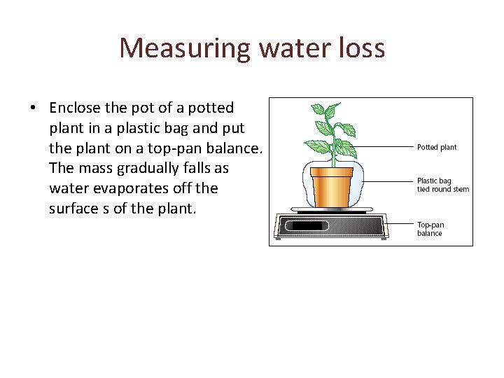 Measuring water loss • Enclose the pot of a potted plant in a plastic