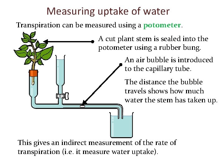 Measuring uptake of water Transpiration can be measured using a potometer. A cut plant