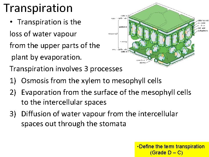 Transpiration • Transpiration is the loss of water vapour from the upper parts of