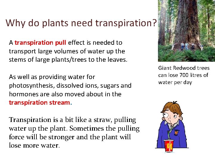 Why do plants need transpiration? A transpiration pull effect is needed to transport large