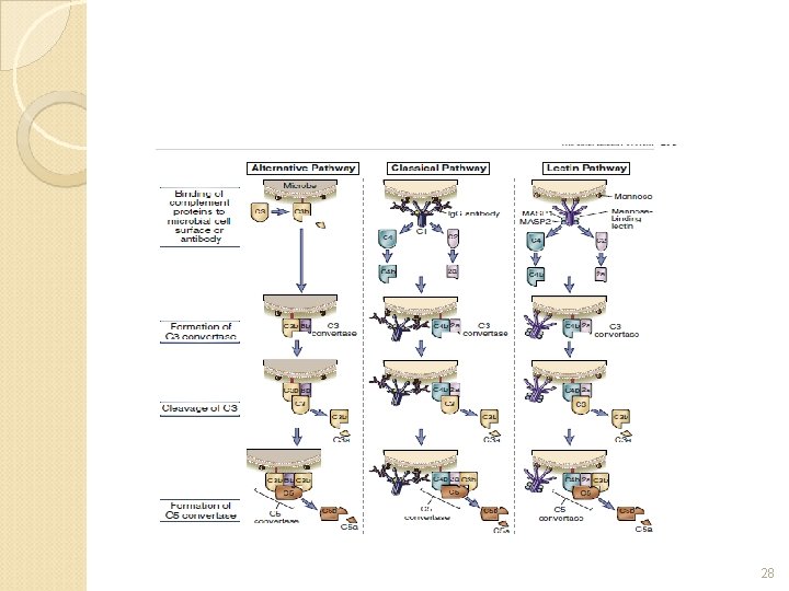 Proteins of the complement system nomenclature C 1qrs