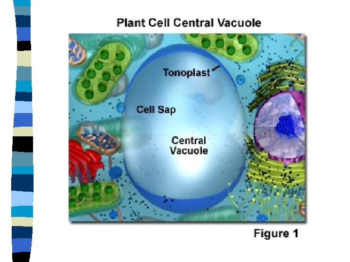 Chapter 5 Cell Structure And Function 5 1