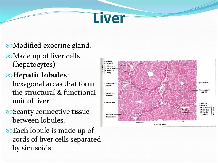 Liver Modified exocrine gland. Made up of liver cells (hepatocytes). Hepatic lobules: hexagonal areas