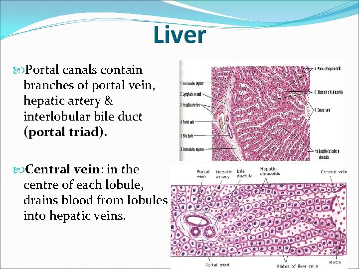 Liver Portal canals contain branches of portal vein, hepatic artery & interlobular bile duct