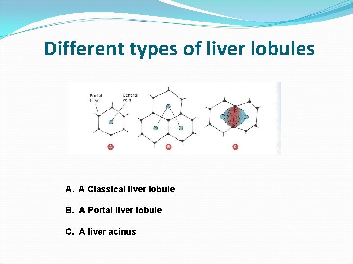 Different types of liver lobules A. A Classical liver lobule B. A Portal liver