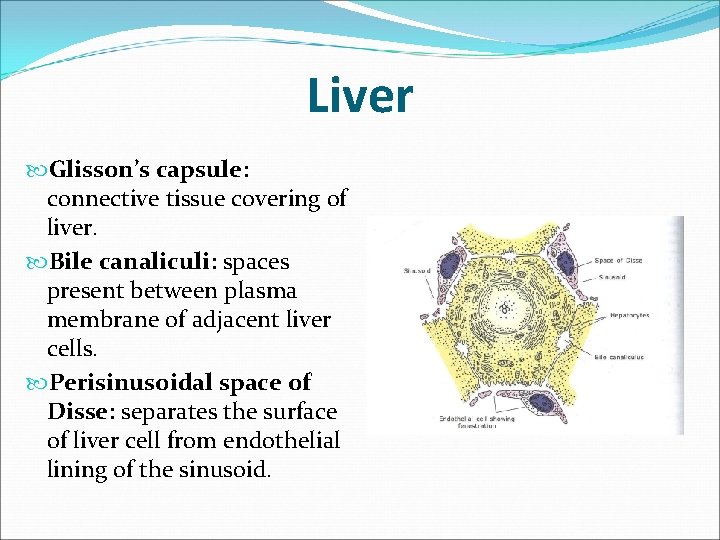 Liver Glisson’s capsule: connective tissue covering of liver. Bile canaliculi: spaces present between plasma