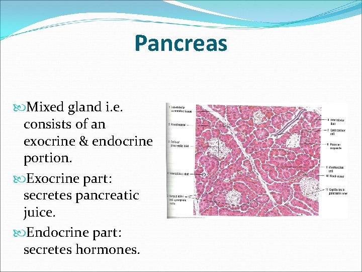 Pancreas Mixed gland i. e. consists of an exocrine & endocrine portion. Exocrine part: