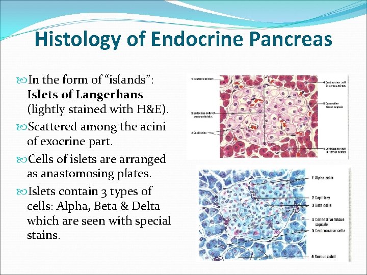 Histology of Endocrine Pancreas In the form of “islands”: Islets of Langerhans (lightly stained