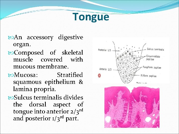 Tongue An accessory digestive organ. Composed of skeletal muscle covered with mucous membrane. Mucosa: