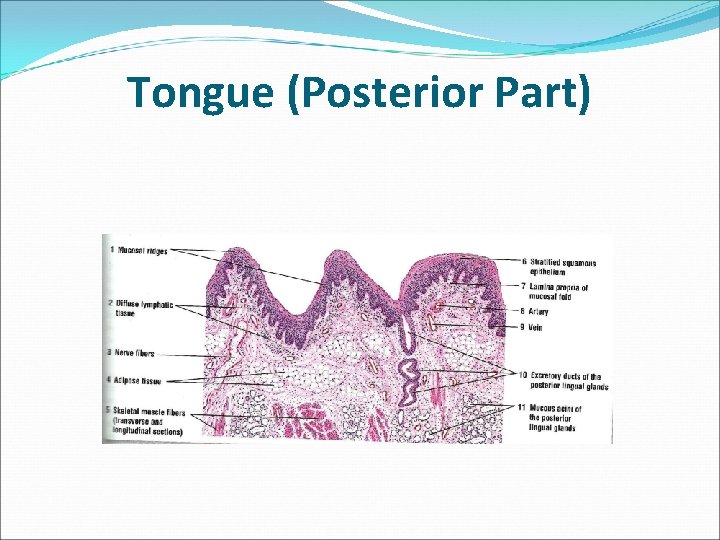 Tongue (Posterior Part) 