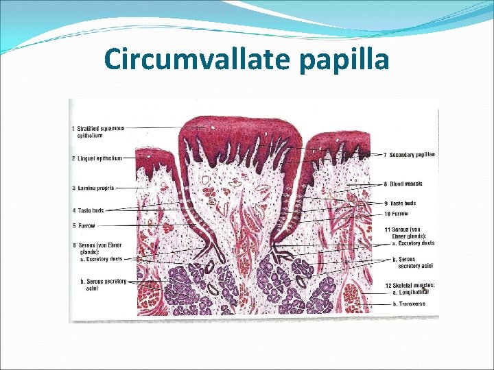 Circumvallate papilla 