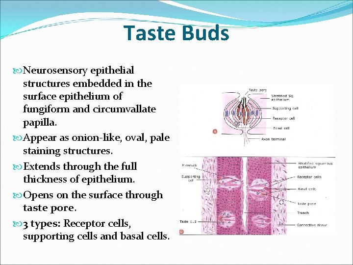 Taste Buds Neurosensory epithelial structures embedded in the surface epithelium of fungiform and circumvallate