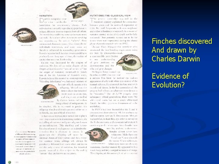 Finches discovered And drawn by Charles Darwin Evidence of Evolution? 