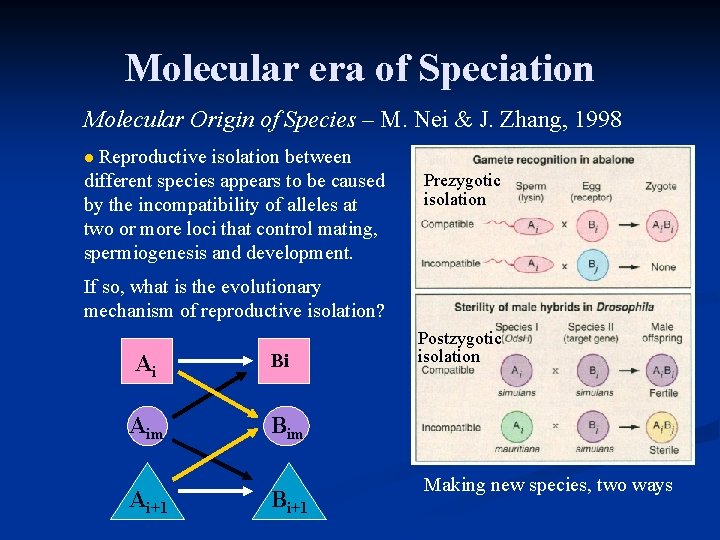 Molecular era of Speciation Molecular Origin of Species – M. Nei & J. Zhang,