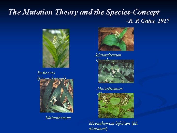 The Mutation Theory and the Species-Concept -R. R Gates, 1917 Maianthemum Canadense Smilacina (Maianthemum)