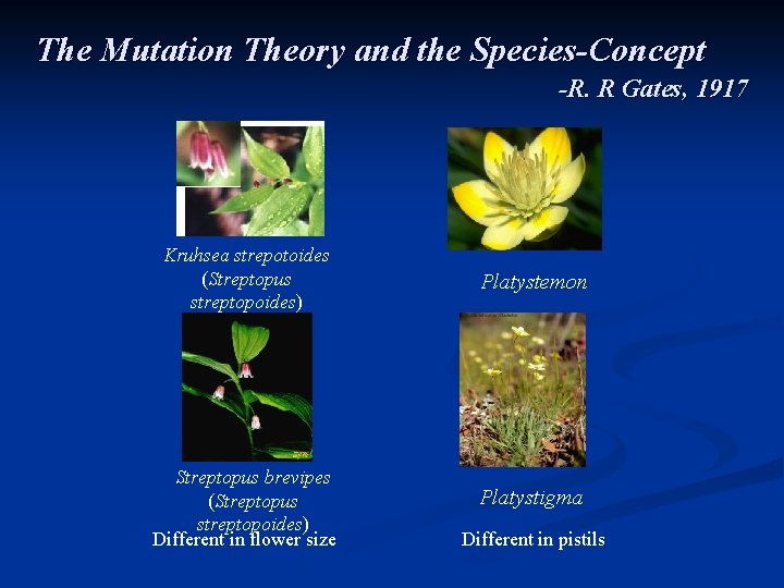The Mutation Theory and the Species-Concept -R. R Gates, 1917 Kruhsea strepotoides (Streptopus streptopoides)