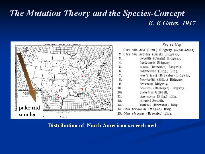 The Mutation Theory and the Species-Concept -R. R Gates, 1917 paler and smaller Distribution