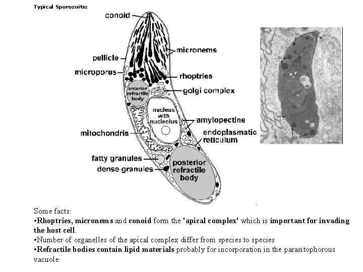 Typical Sporozoite: Some facts: • Rhoptries, micronems and conoid form the 'apical complex' which