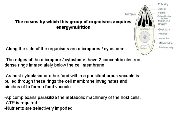 The means by which this group of organisms acquires energy/nutrition -Along the side of