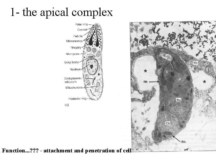 1 - the apical complex Function. . . ? ? ? - attachment and