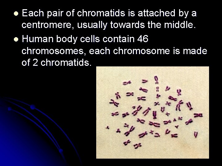 Each pair of chromatids is attached by a centromere, usually towards the middle. l