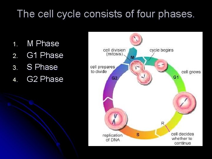 The cell cycle consists of four phases. 1. 2. 3. 4. M Phase G