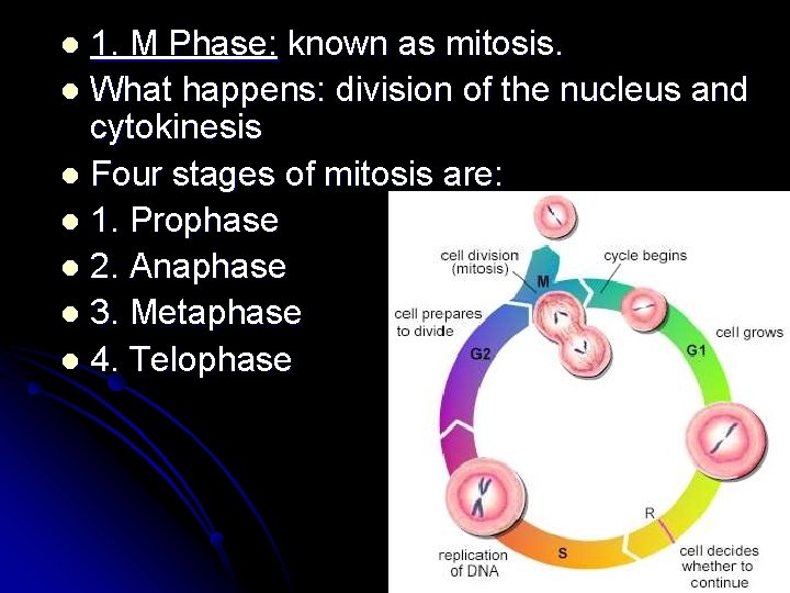 1. M Phase: known as mitosis. l What happens: division of the nucleus and