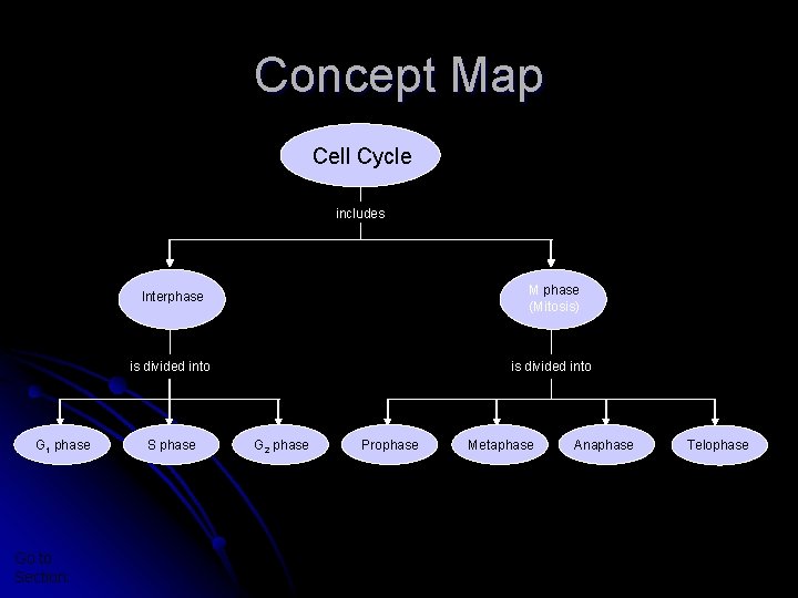 Section 10 -2 Concept Map Cell Cycle includes M phase (Mitosis) Interphase is divided