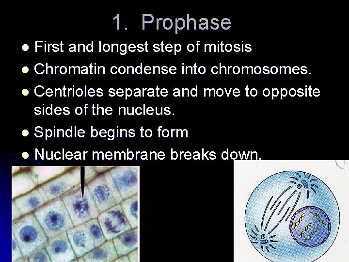 1. Prophase First and longest step of mitosis l Chromatin condense into chromosomes. l