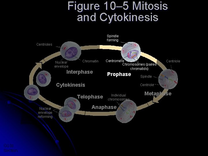 Section 10 -2 Figure 10– 5 Mitosis and Cytokinesis Spindle forming Centrioles Nuclear envelope