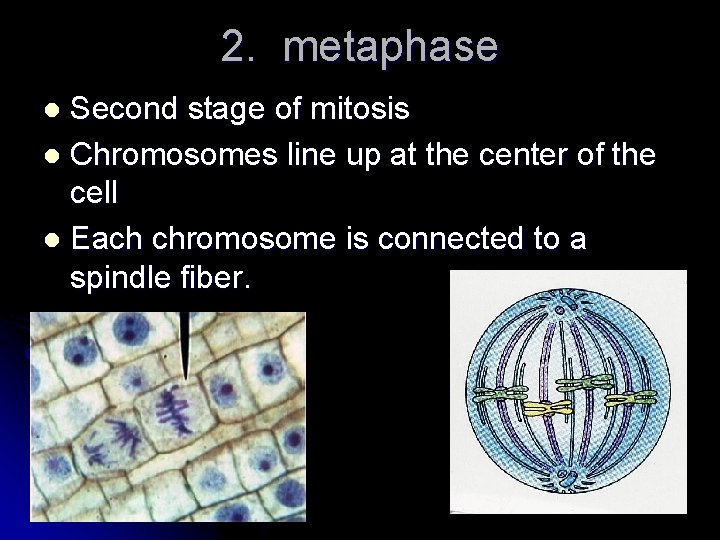 2. metaphase Second stage of mitosis l Chromosomes line up at the center of